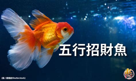 風水魚